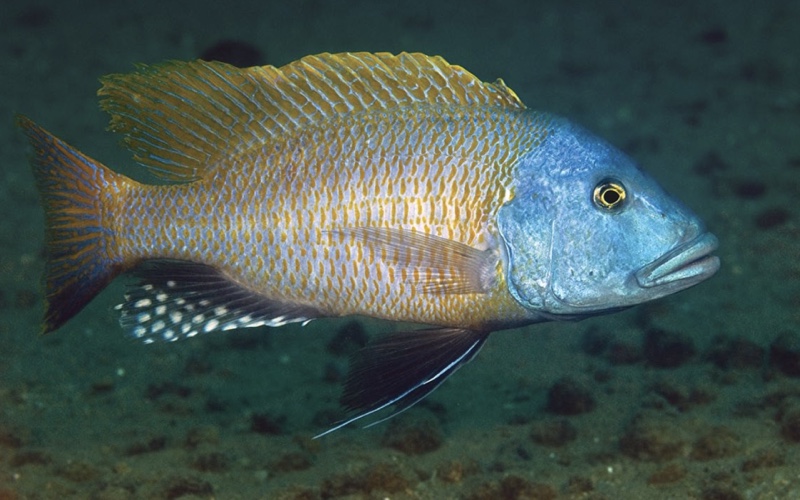 Buccochromis rhoadesii 'Otter Point'